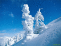 Screenshot of SaversPlanet Snowfall Screensaver 2.6