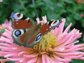 Screenshot of Awesome Butterflies screensaver 2.4