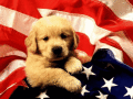 Screenshot of Puppies Free Screensaver 1.0.1