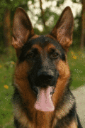 Screenshot of Popular Dog Breeds Screensaver 1.0