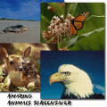 Screenshot of Amazing Animals Screen Saver 1.1