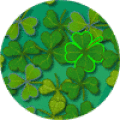 Find out four leaf clovers and have good luck