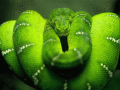 Screenshot of Elegant Snakes Free Screensaver 1.0.1