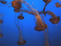 Screenshot of Aquatic Giants Free Screensaver 1.1