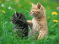 Screenshot of Kittens Free Screensaver 1.0.1