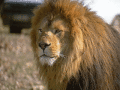 See wild lions on desktop of your computer.