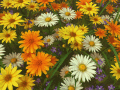 Screenshot of Wildflowers 3D Screensaver 1.3